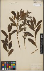 Foto von Salix purpurea L. x Salix silesiaca Willd.